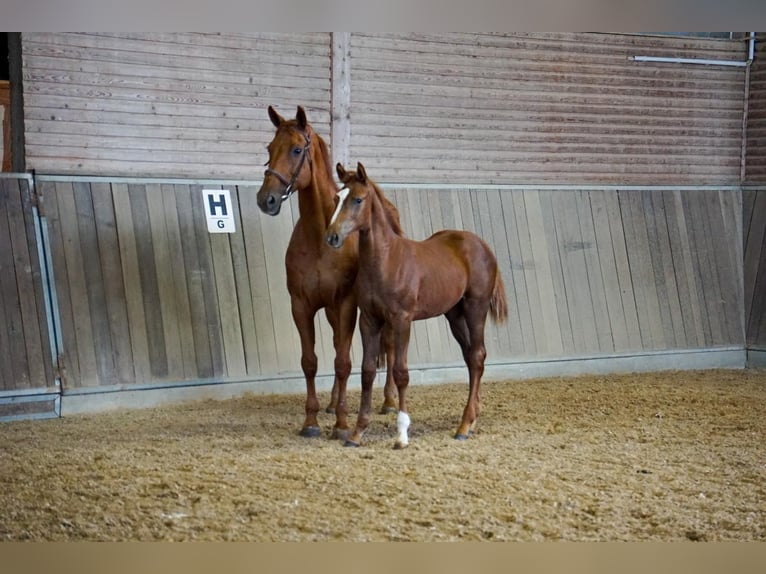 Oldenburger Springpferd Stute 21 Jahre 168 cm Dunkelfuchs in Greifswald