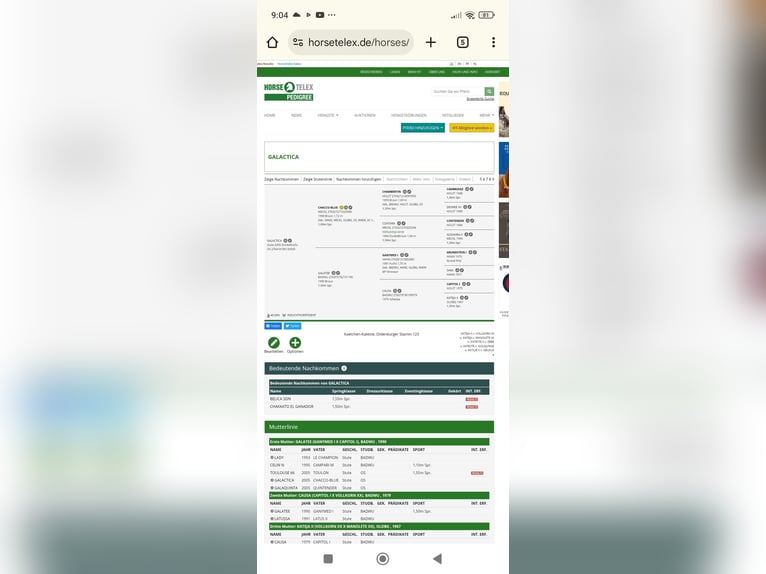 Oldenburger Springpferd Stute 21 Jahre 168 cm Dunkelfuchs in Greifswald
