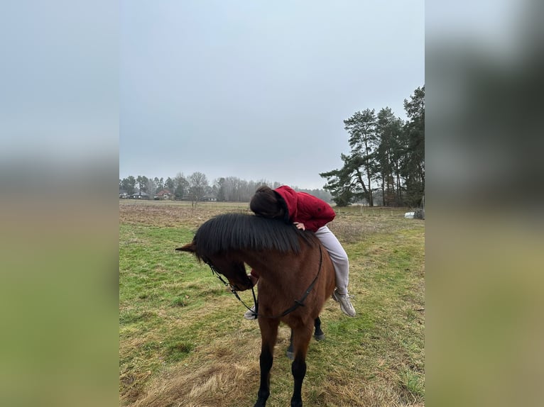 Oldenburger Springpferd Stute 22 Jahre 167 cm Hellbrauner in Wandlitz