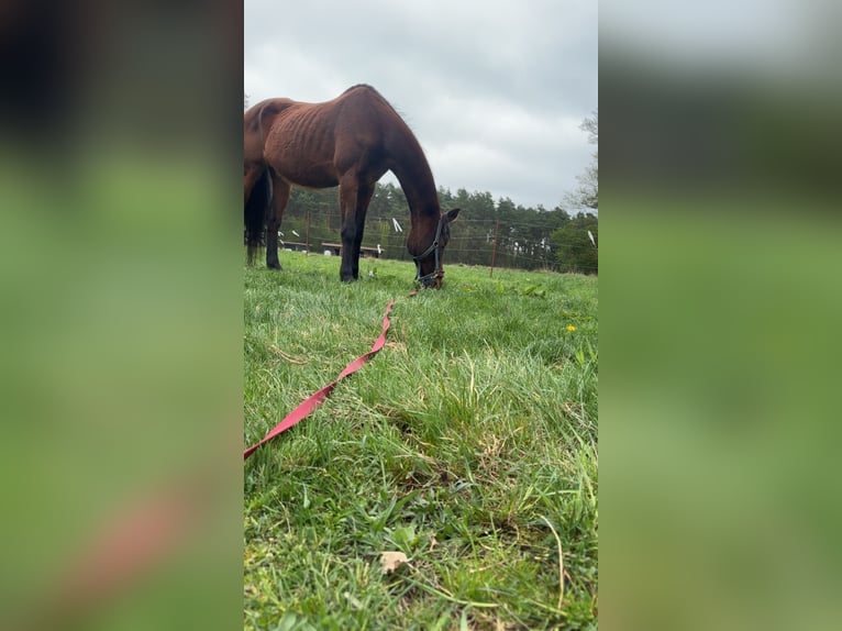 Oldenburger Springpferd Stute 22 Jahre 167 cm Hellbrauner in Wandlitz