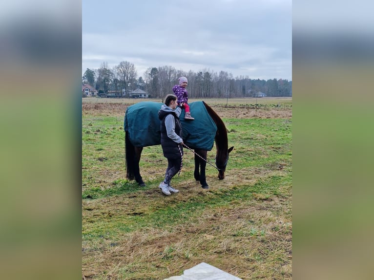 Oldenburger Springpferd Stute 22 Jahre 167 cm Hellbrauner in Wandlitz
