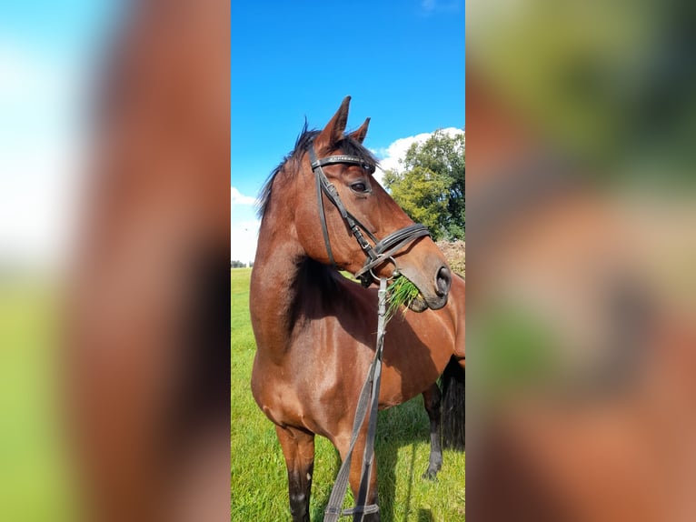 Oldenburger Springpferd Stute 22 Jahre 167 cm Hellbrauner in Wandlitz