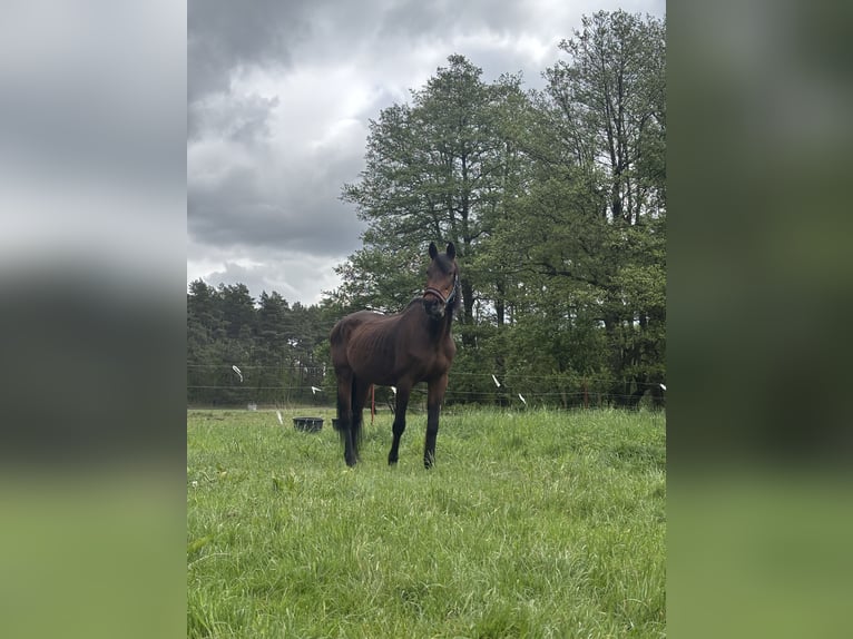 Oldenburger Springpferd Stute 22 Jahre 167 cm Hellbrauner in Wandlitz