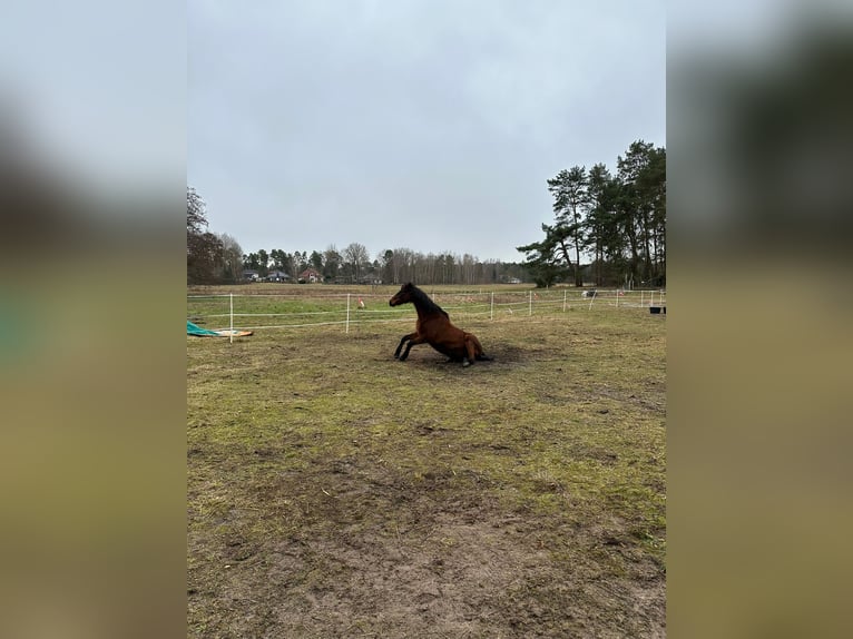 Oldenburger Springpferd Stute 22 Jahre 167 cm Hellbrauner in Wandlitz