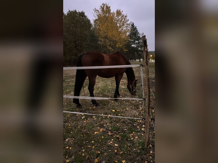 Oldenburger Springpferd Stute 22 Jahre 167 cm Hellbrauner in Wandlitz
