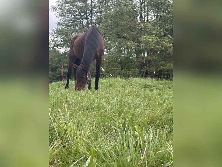 Oldenburger Springpferd Stute 22 Jahre 167 cm Hellbrauner in Wandlitz
