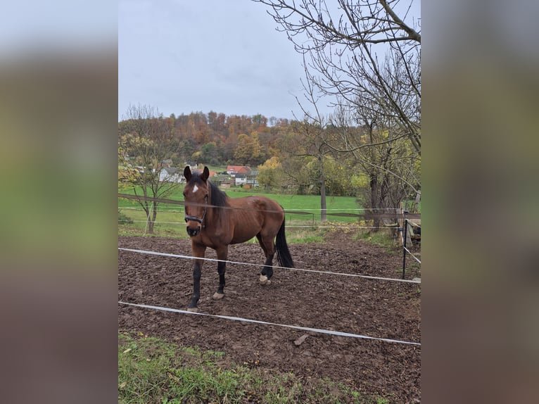Oldenburger Springpferd Stute 22 Jahre 173 cm Brauner in Bad Arolsen