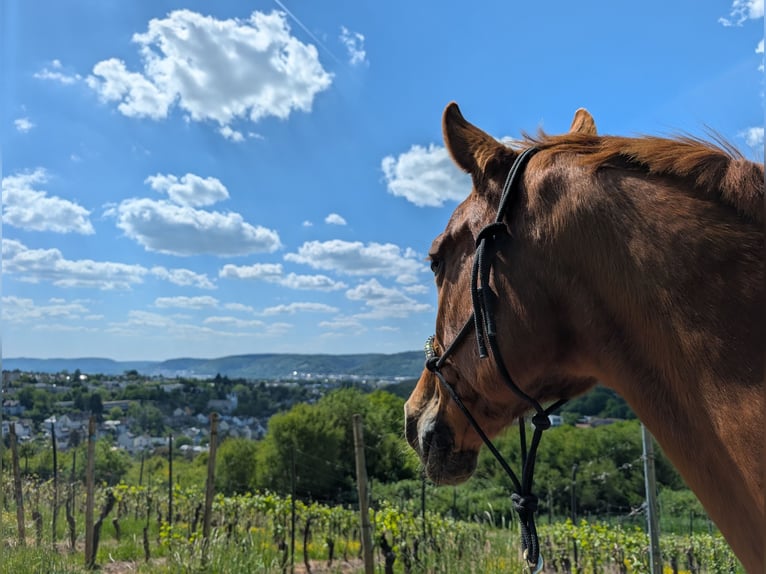 Oldenburger Springpferd Stute 23 Jahre 162 cm Fuchs in Trier