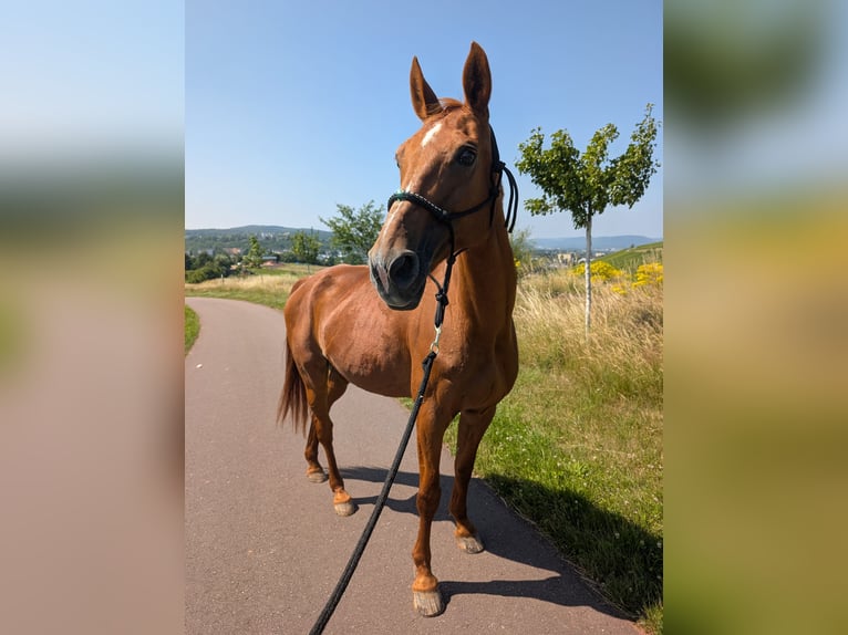 Oldenburger Springpferd Stute 23 Jahre 162 cm Fuchs in Trier