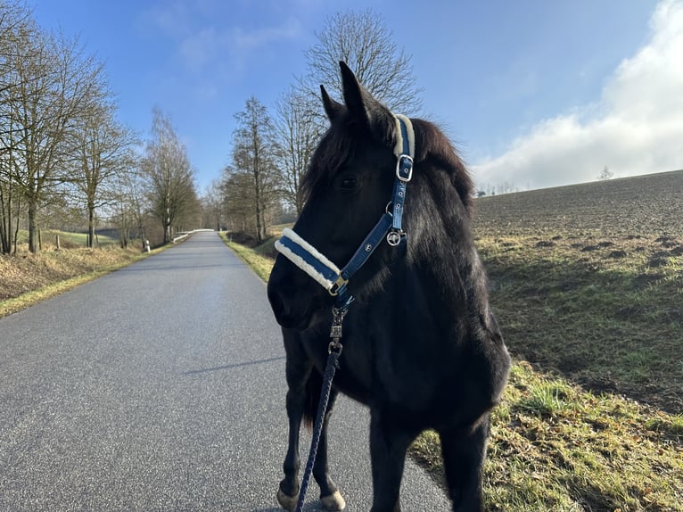 Oldenburger Springpferd Stute 2 Jahre 155 cm Schwarzbrauner in Train