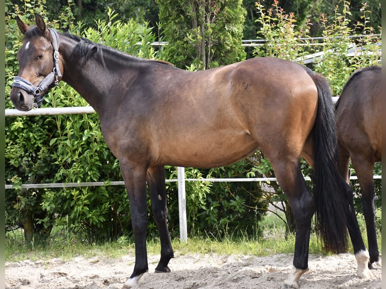 Oldenburger Springpferd Stute 2 Jahre 159 cm Dunkelbrauner in Gotha