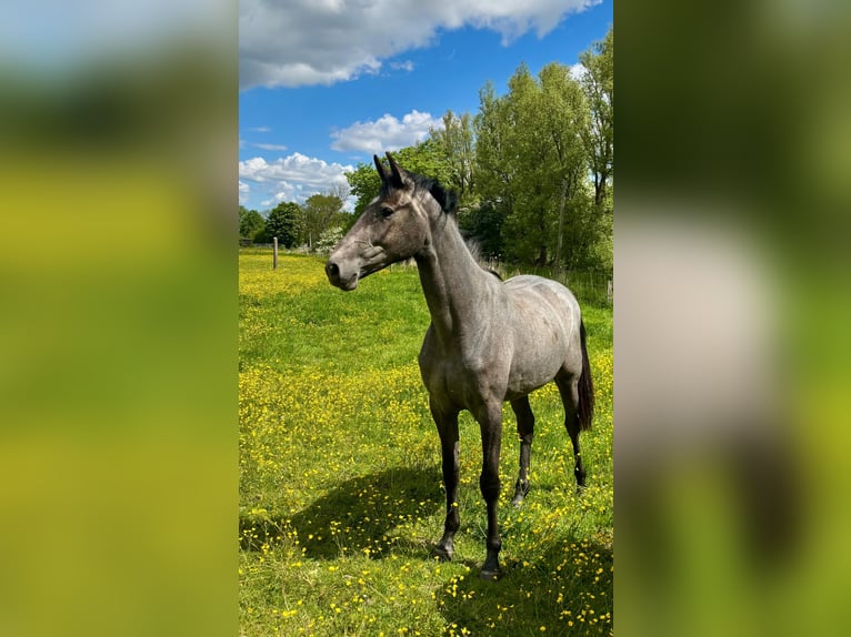 Oldenburger Springpferd Stute 2 Jahre 164 cm Schimmel in Mildstedt