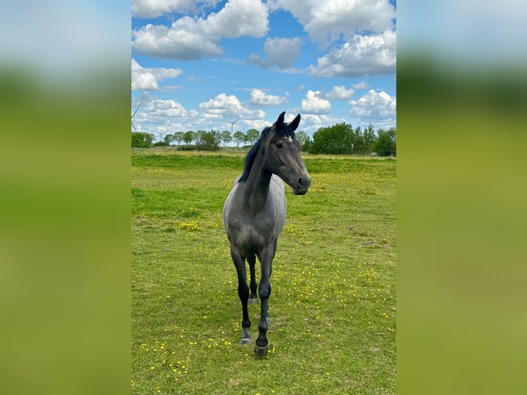 Oldenburger Springpferd Stute 2 Jahre 164 cm Schimmel in Mildstedt