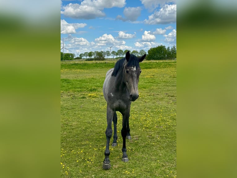 Oldenburger Springpferd Stute 2 Jahre 164 cm Schimmel in Mildstedt