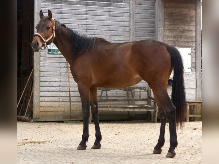 Oldenburger Springpferd Stute 2 Jahre 165 cm Brauner in Dietfurt an der Altm&#xFC;hl