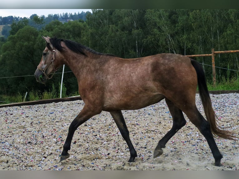 Oldenburger Springpferd Stute 2 Jahre 165 cm Schimmel in Zalesiany
