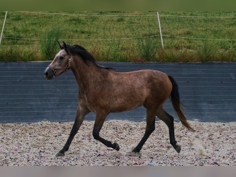 Oldenburger Springpferd Stute 2 Jahre 165 cm Schimmel in Zalesiany