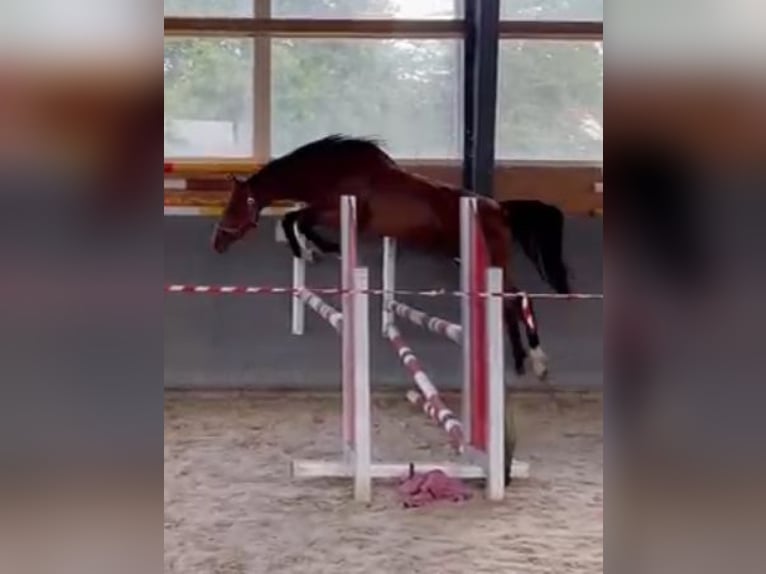 Oldenburger Springpferd Stute 2 Jahre 169 cm Brauner in Papenhagen