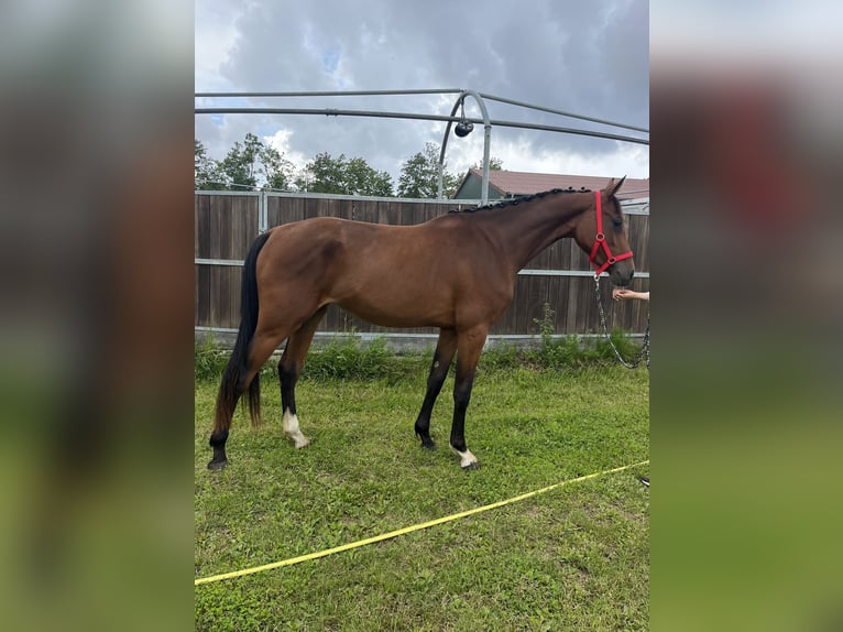 Oldenburger Springpferd Stute 2 Jahre 169 cm Brauner in Papenhagen