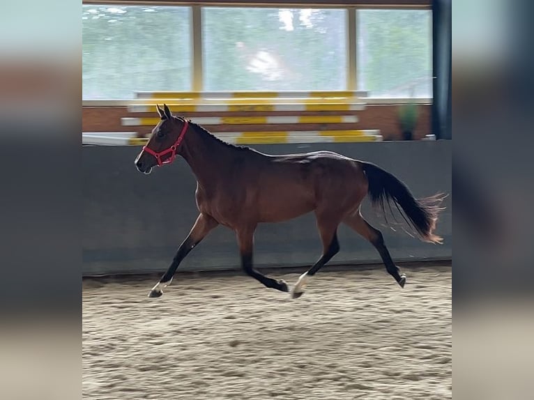 Oldenburger Springpferd Stute 2 Jahre 169 cm Brauner in Papenhagen