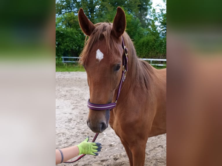 Oldenburger Springpferd Stute 2 Jahre 169 cm Fuchs in Paszk&#xF3;wka