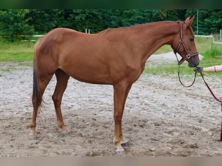 Oldenburger Springpferd Stute 2 Jahre 169 cm Fuchs in Paszk&#xF3;wka