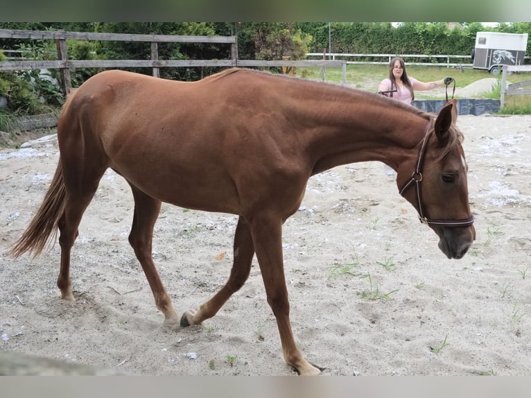 Oldenburger Springpferd Stute 2 Jahre 169 cm Fuchs in Paszk&#xF3;wka