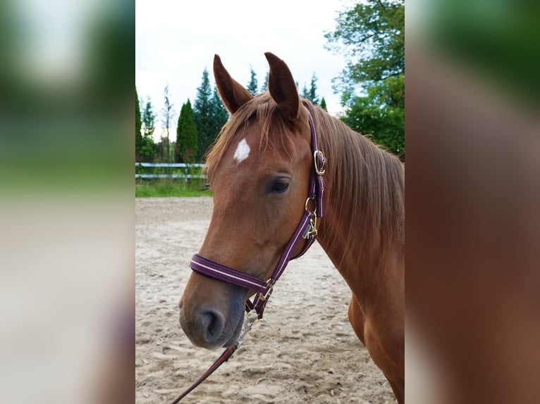 Oldenburger Springpferd Stute 2 Jahre 169 cm Fuchs in Paszk&#xF3;wka
