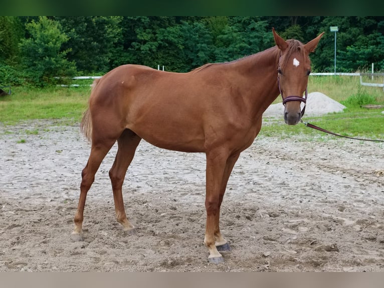 Oldenburger Springpferd Stute 2 Jahre 169 cm Fuchs in Paszk&#xF3;wka