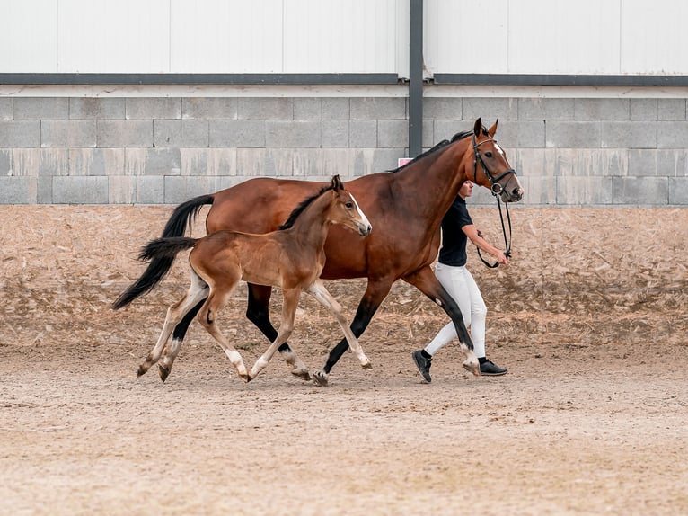 Oldenburger Springpferd Stute 2 Jahre 169 cm Rotbrauner in Zduchovice