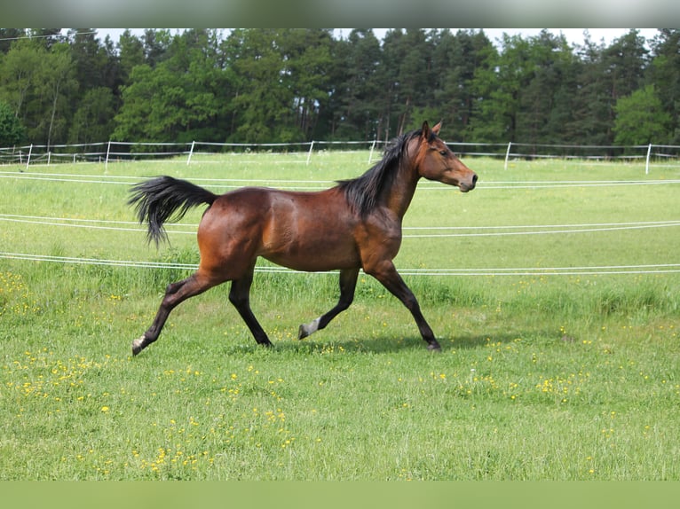 Oldenburger Springpferd Stute 2 Jahre 172 cm Dunkelbrauner in Trockenborn