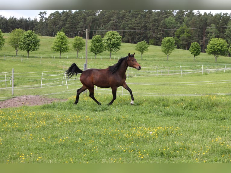 Oldenburger Springpferd Stute 2 Jahre 172 cm Dunkelbrauner in Trockenborn