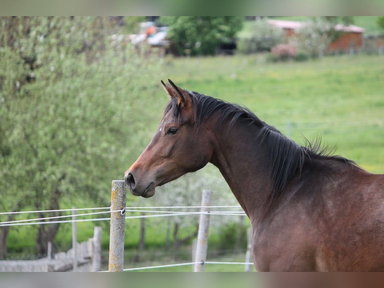 Oldenburger Springpferd Stute 2 Jahre 172 cm Dunkelbrauner in Trockenborn