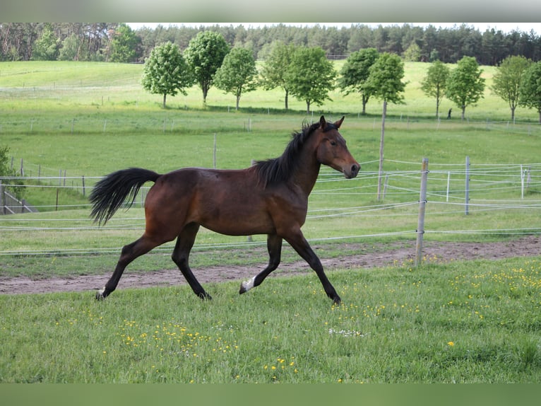 Oldenburger Springpferd Stute 2 Jahre 172 cm Dunkelbrauner in Trockenborn