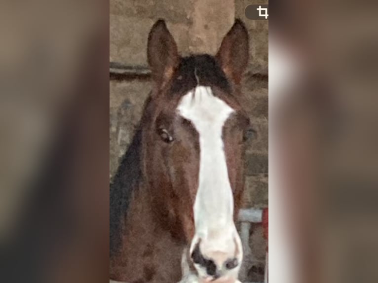 Oldenburger Springpferd Stute 2 Jahre Brauner in Hagen im Bremischen