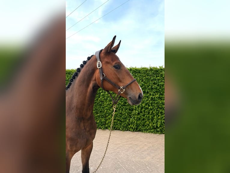 Oldenburger Springpferd Stute 2 Jahre Brauner in Tönisvorst