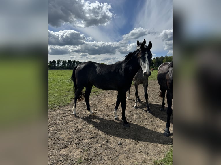 Oldenburger Springpferd Stute 3 Jahre 155 cm Schimmel in Tornesch
