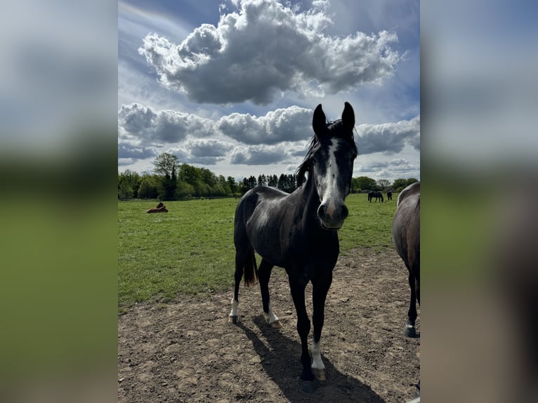Oldenburger Springpferd Stute 3 Jahre 155 cm Schimmel in Tornesch