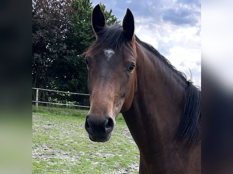 Oldenburger Springpferd Stute 3 Jahre 160 cm Brauner in Varel Jethausen