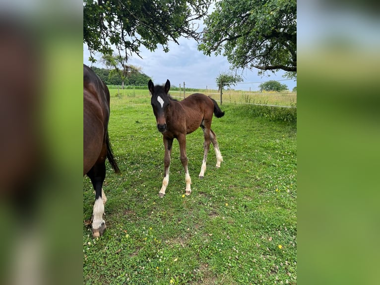 Oldenburger Springpferd Stute 3 Jahre 160 cm Dunkelbrauner in Donaueschingen