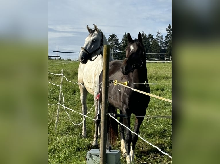 Oldenburger Springpferd Stute 3 Jahre 160 cm Dunkelbrauner in Donaueschingen