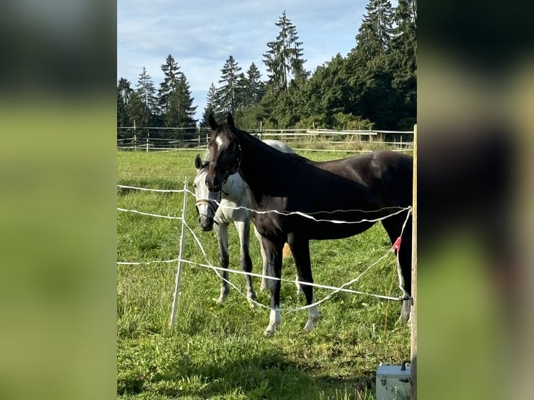 Oldenburger Springpferd Stute 3 Jahre 160 cm Dunkelbrauner in Donaueschingen