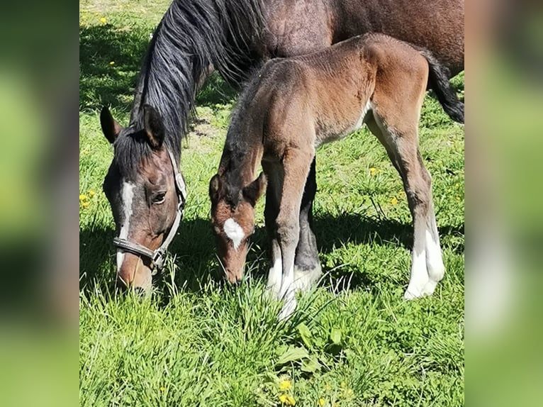 Oldenburger Springpferd Stute 3 Jahre 160 cm Dunkelbrauner in Donaueschingen