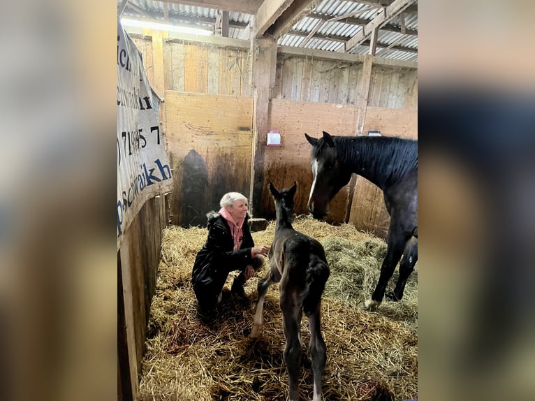 Oldenburger Springpferd Stute 3 Jahre 160 cm Dunkelbrauner in Donaueschingen