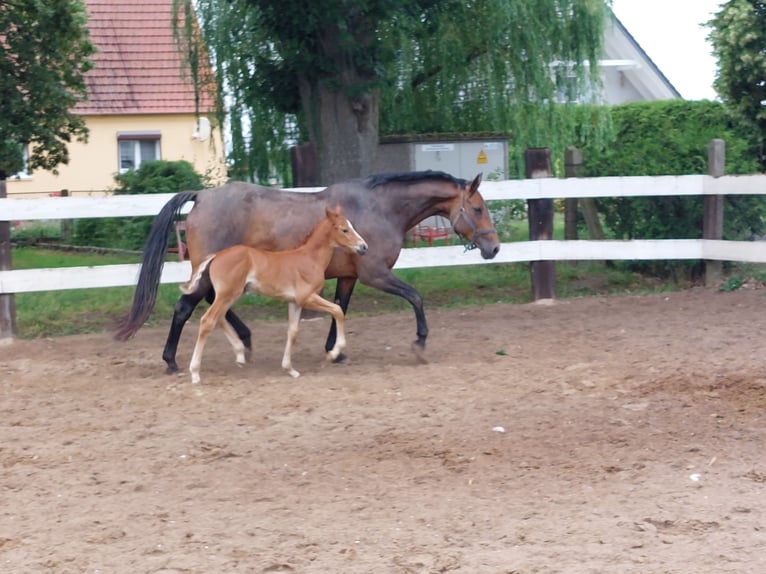 Oldenburger Springpferd Stute 3 Jahre 160 cm Fuchs in Schmarsow