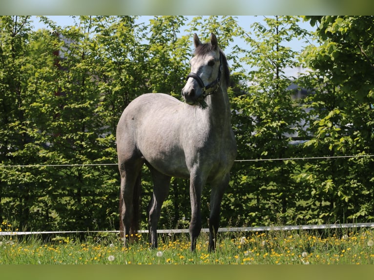 Oldenburger Springpferd Stute 3 Jahre 160 cm Schimmel in Stadl-Paura Oldenburger Springpferd Stute 3 Jahre 160 cm Schimmel in Stadl-Paura