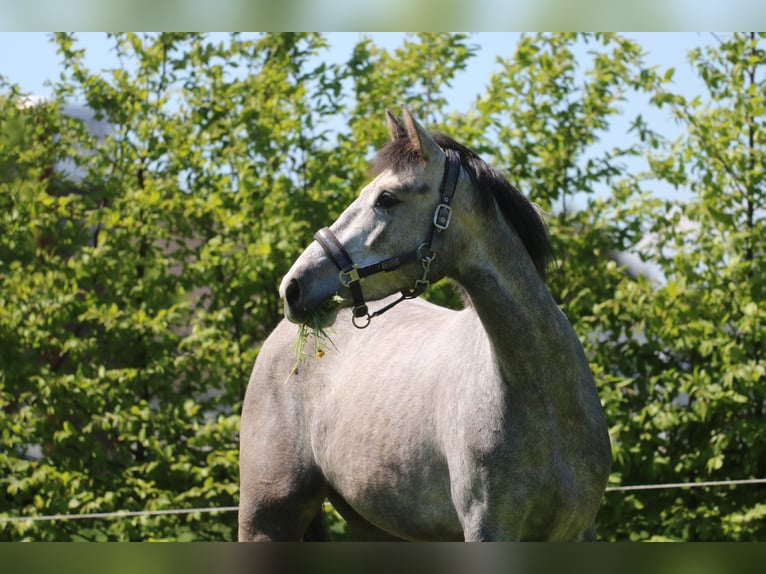 Oldenburger Springpferd Stute 3 Jahre 160 cm Schimmel in Stadl-Paura Oldenburger Springpferd Stute 3 Jahre 160 cm Schimmel in Stadl-Paura