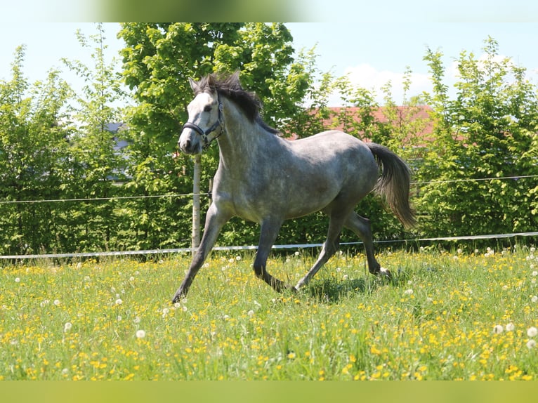 Oldenburger Springpferd Stute 3 Jahre 160 cm Schimmel in Stadl-Paura Oldenburger Springpferd Stute 3 Jahre 160 cm Schimmel in Stadl-Paura