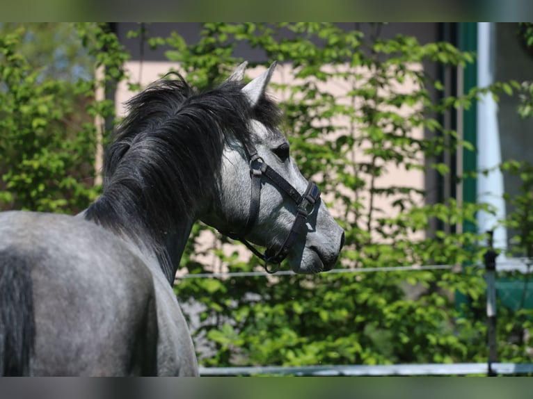 Oldenburger Springpferd Stute 3 Jahre 160 cm Schimmel in Stadl-Paura Oldenburger Springpferd Stute 3 Jahre 160 cm Schimmel in Stadl-Paura