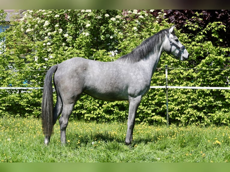 Oldenburger Springpferd Stute 3 Jahre 160 cm Schimmel in Stadl-Paura Oldenburger Springpferd Stute 3 Jahre 160 cm Schimmel in Stadl-Paura